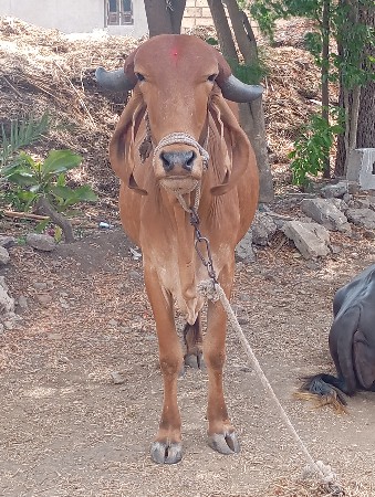 4   મહીના થયા થય એના