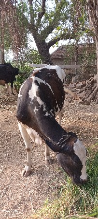 ગાય વેચવા ની છે