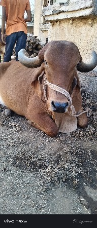 વેચવાની સે