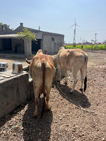 ગોઢલા વેચવા ના છે