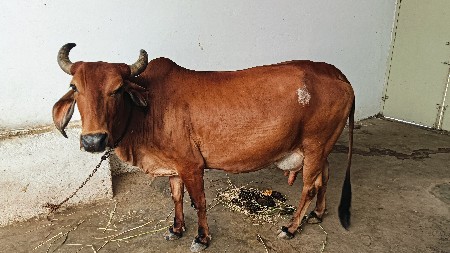વેચવાની છે