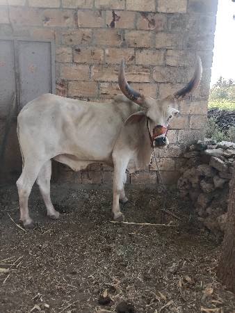 વેચવાનો છે