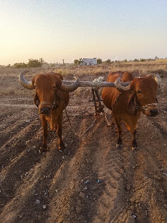 બળદ વેચવાના છે