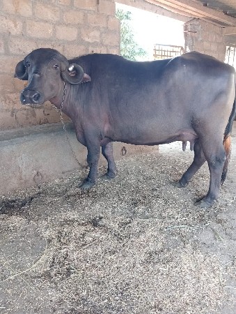 જાફરાબાદી ટોપલી