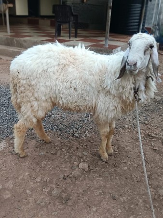 આ ધેટો વેચવાનું છે.