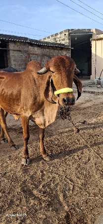 ગીર હોડકી વેચવાનીછે
