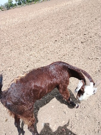 બકરી