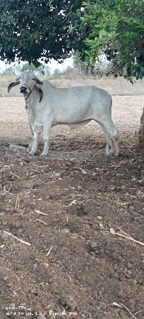 હોળકી ગીર લિલડી વેચવાની સે