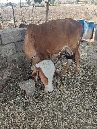 દેશી વાસડી દેવાની સે