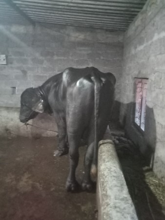 પાડો વેચવાનો છે