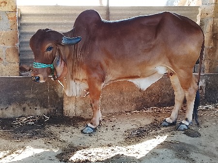 હોડકી ના સાટા