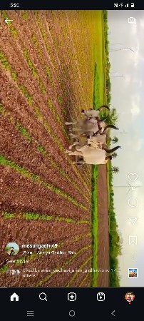 બળદ વૅચવાના છે