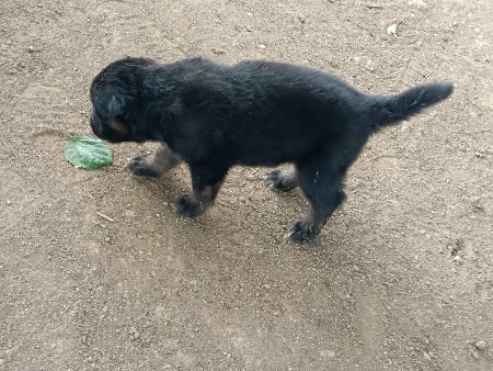 મેલ વેચવાનો છે જર્મન