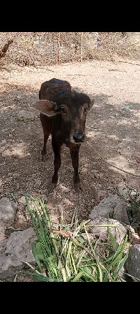પાડીઓરીજનવ દેસી