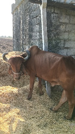 1જોડી  એટલે બે બળદ છે