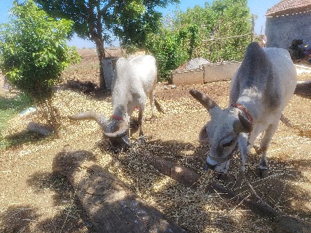 વાસડા  વેશવાના  શૈ