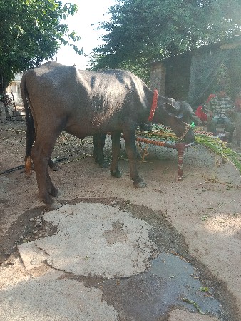 બે પાડી વેચવાની છે