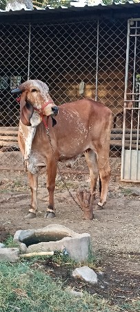 ઓડકી   ( ગાય)