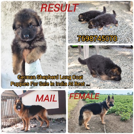 German shepherd  female puppies