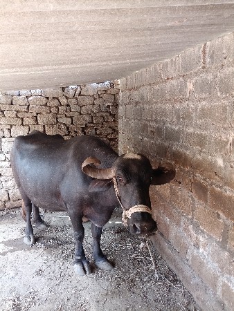 ભેંસ વેસવાની‌ છે