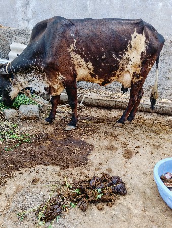 આગયવેસવાનીસે