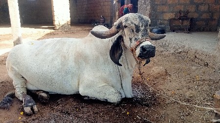 Tetari cow (Krishna)