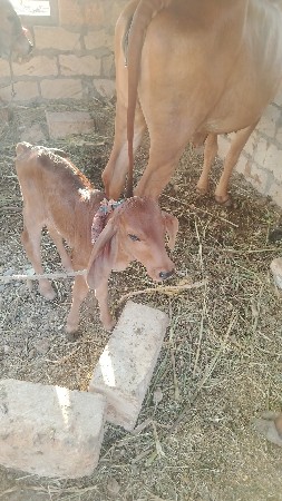 ગિર ગાય વેશાવ છે