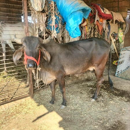 સાવ સોજી સે