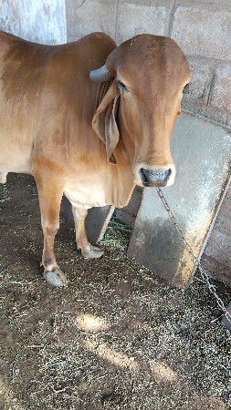 ગાય વેચવાની છે