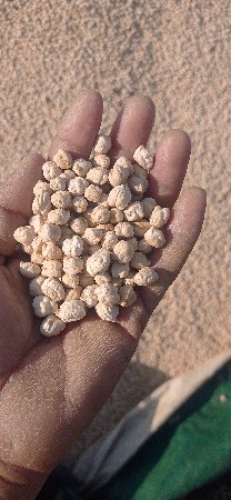 kabuli chana