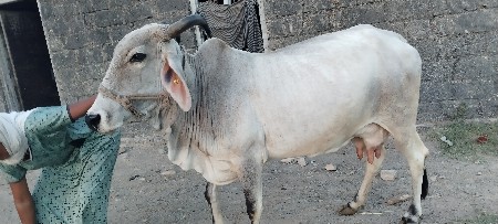 ગાય વેચવાની છે