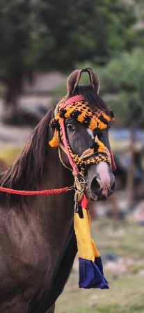 kathiyavadi vadi ghodo