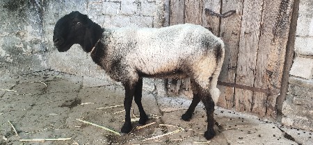 vechava nu che