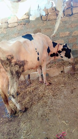 ગાયવેસવાનીસે