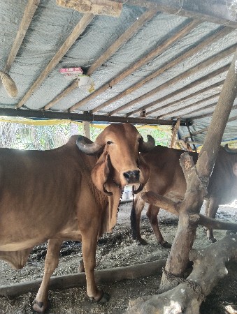 સારા બુલ થી ગાભણ સે