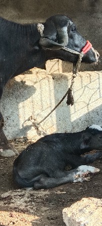 ભેંસ