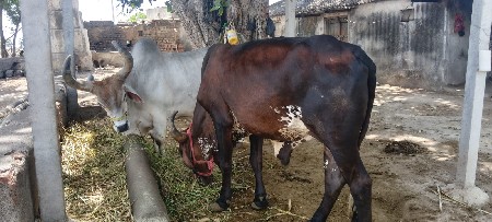 બળદ