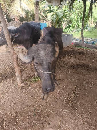 ખડેલા