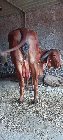 ગાય વેચવાની છે