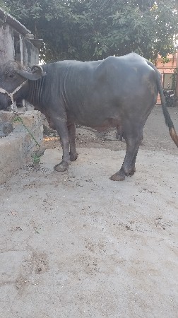 ભેંસ વેચવાની છે