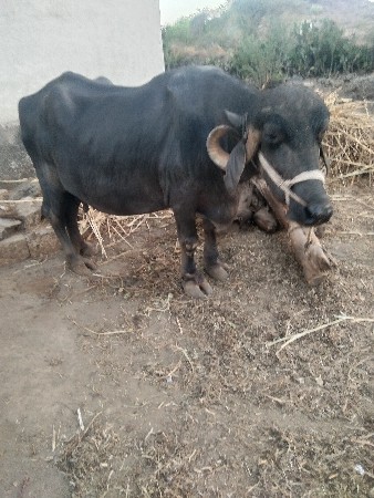 vechvani se 10ltr dudh 3 vetar