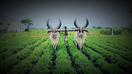 બળદ વેસવના છે