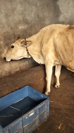 જર્સી ભૂરી