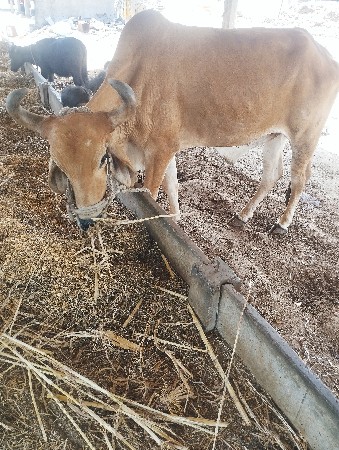 બળદ વેચવાના છે