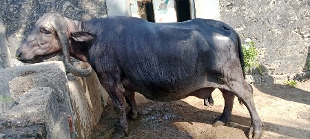 જાફરાબાદી ભેંસ વેચવાની છે
