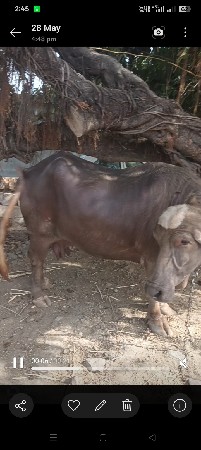 ભુરી 3વૈતર