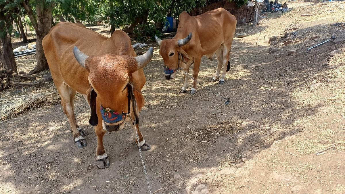બળદ બે