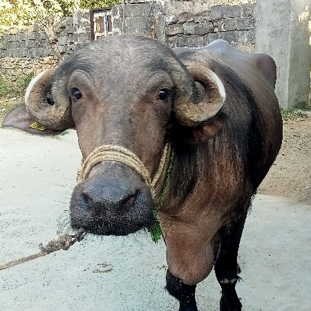 ખડેલી વેચવાની છે આઠ મહિના ની છે