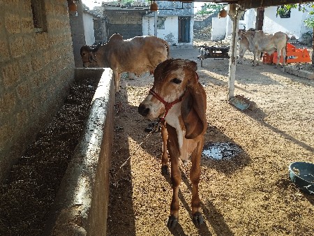 ગીર  વાછડો છે