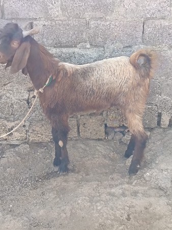 બેબકરા